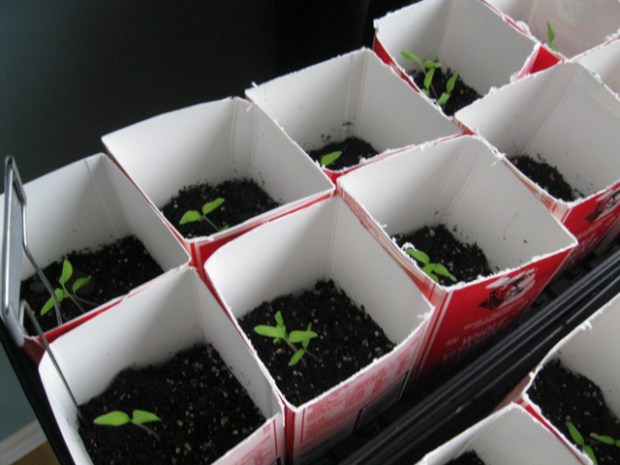 Here Come the Tomatoes