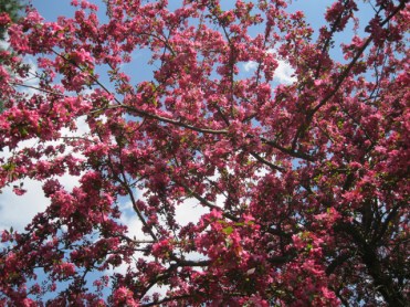 img crabapple