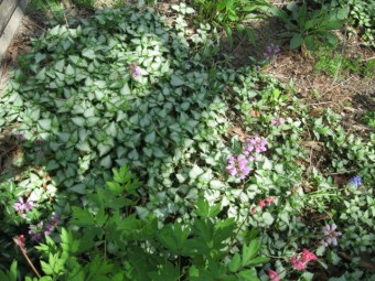 img lamium