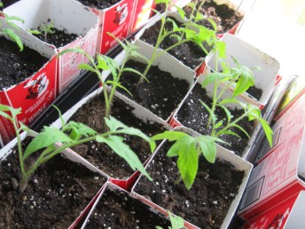 img tomato seedlings