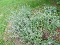 june: nepeta does its part