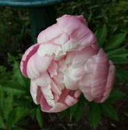 kathy's peony 2