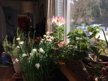 indoor winter garden