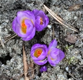 crocus close-up