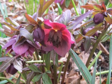 hellebore