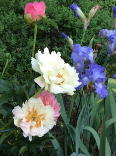 iris and peony