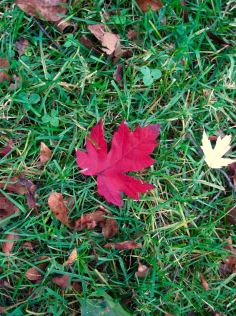 red one leaf