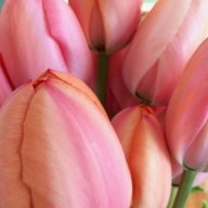 tulip 1