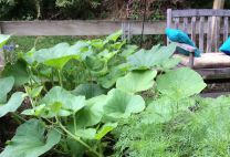 j no pumpkins – Version 2