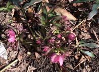 hellebores