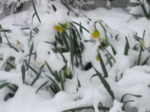 snowdaffs 2