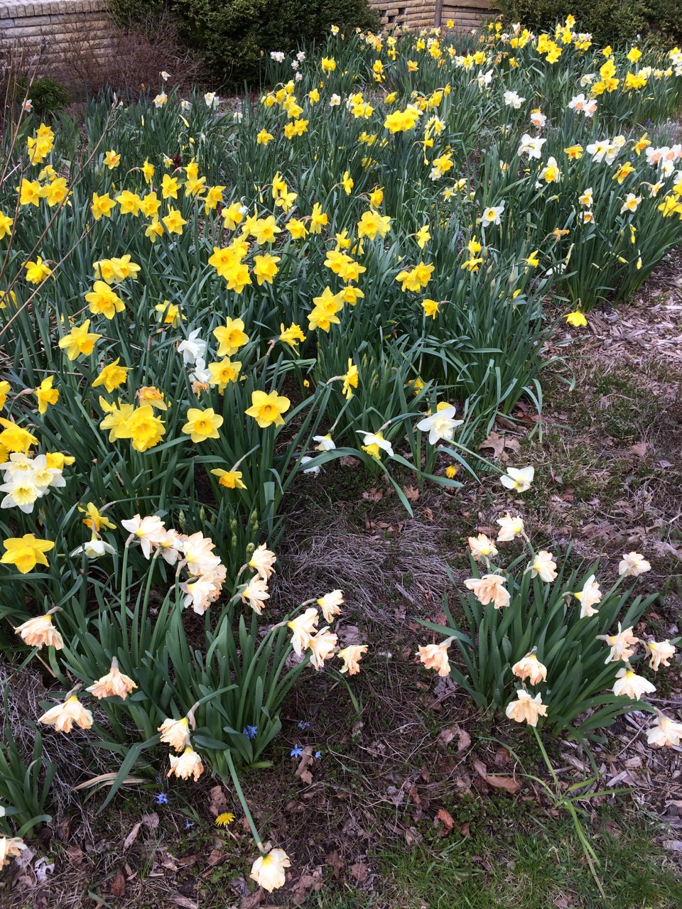 daffodils
