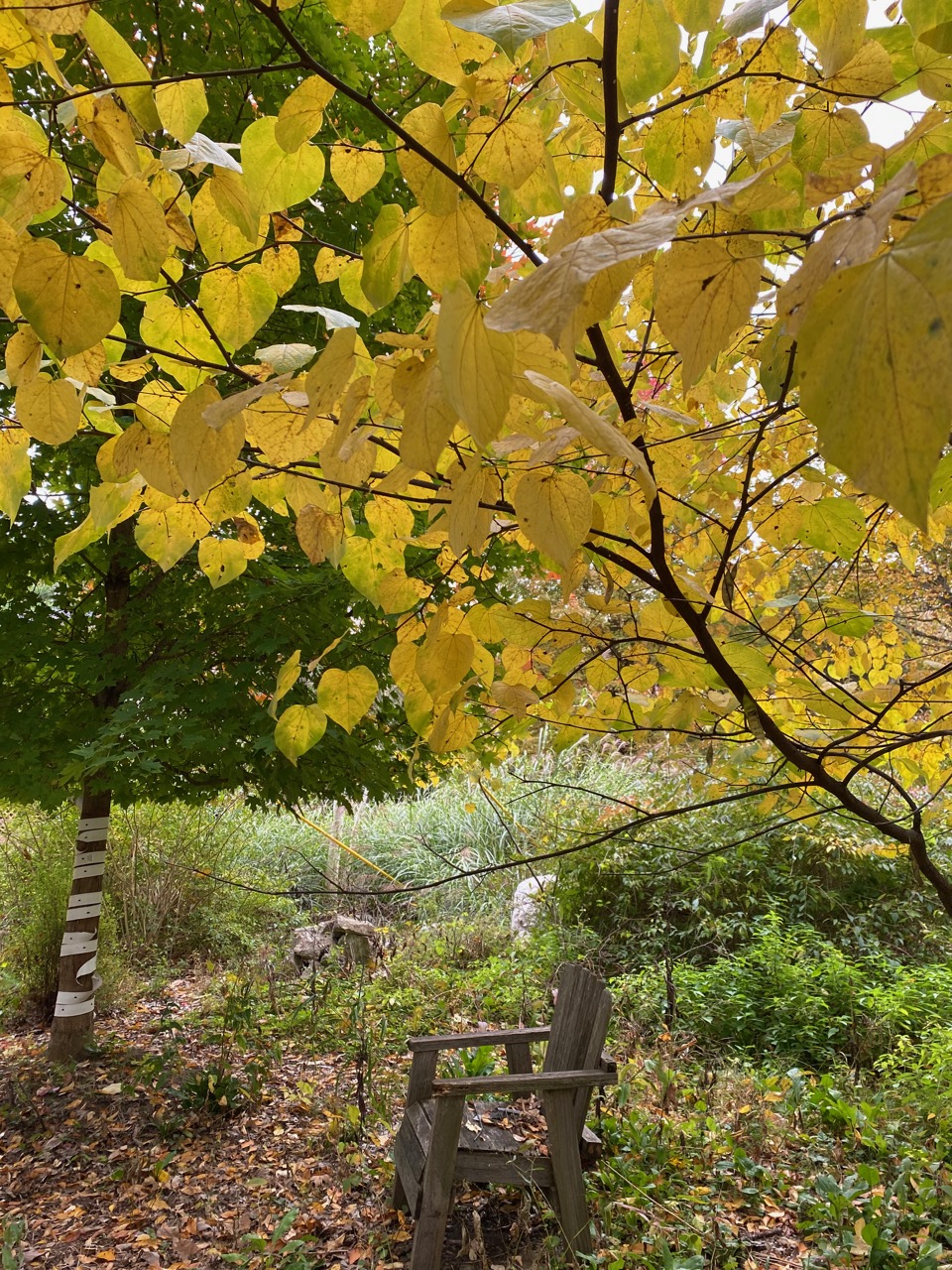 oct blog yellow tree chair
