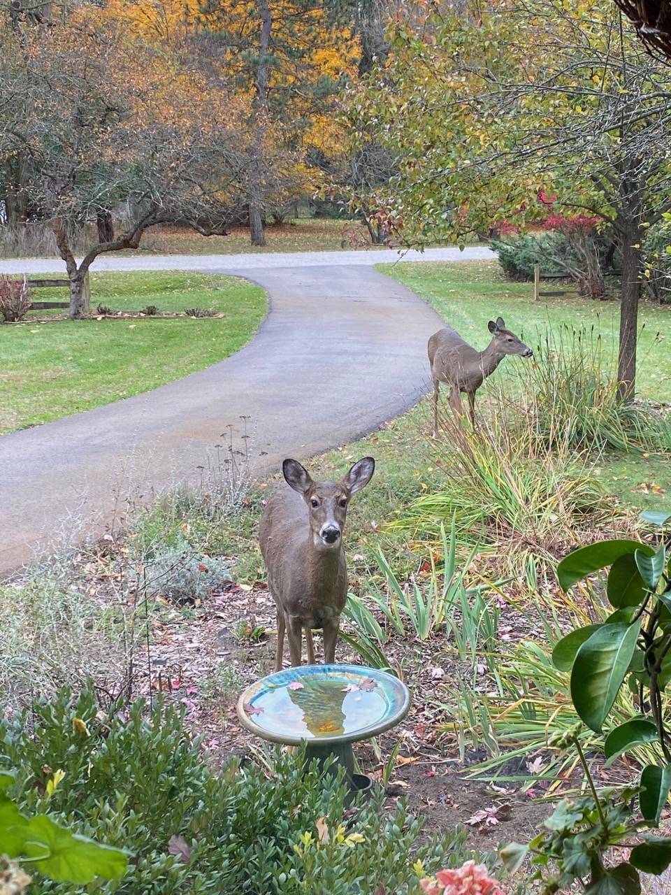 birdbath deer