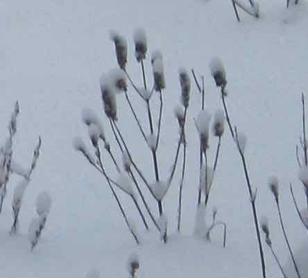 winter agastache