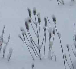 winter agastache