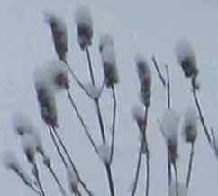 snow redo winter agastache