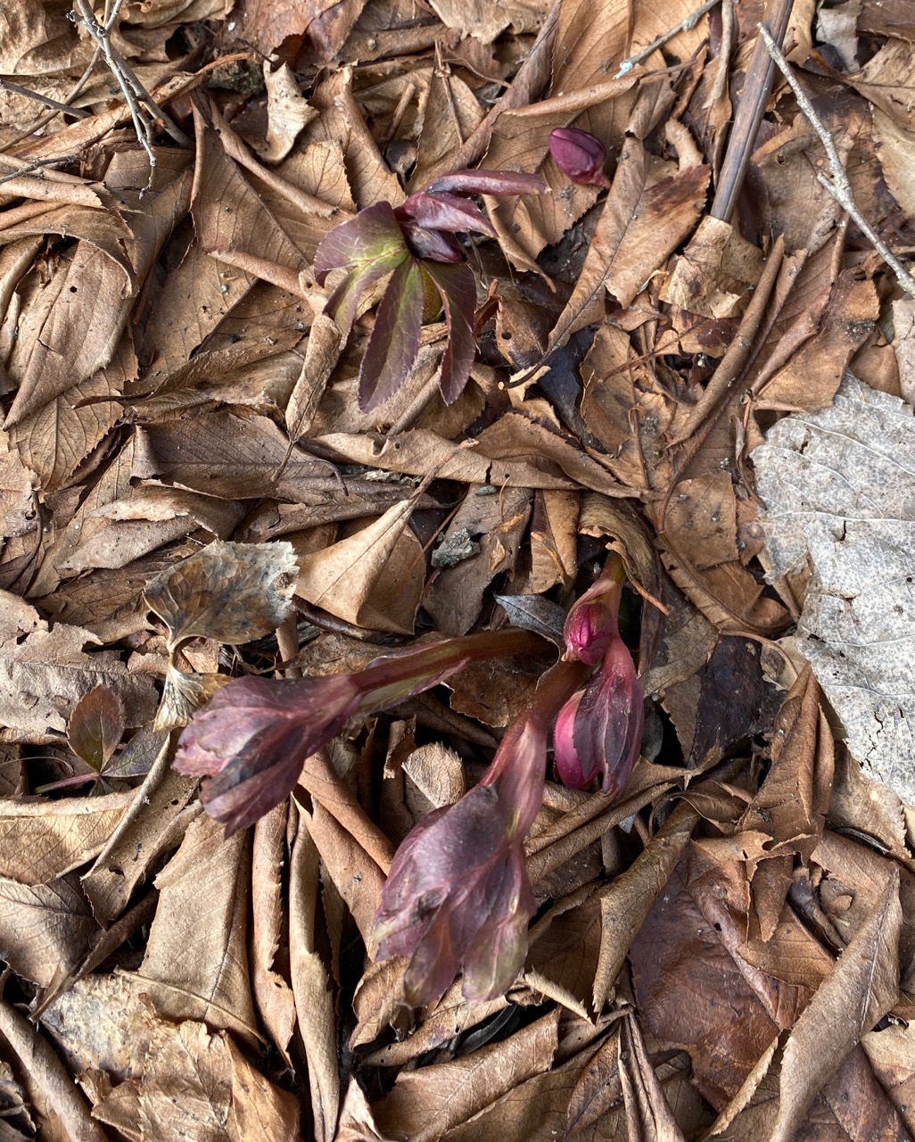 hellebore buds