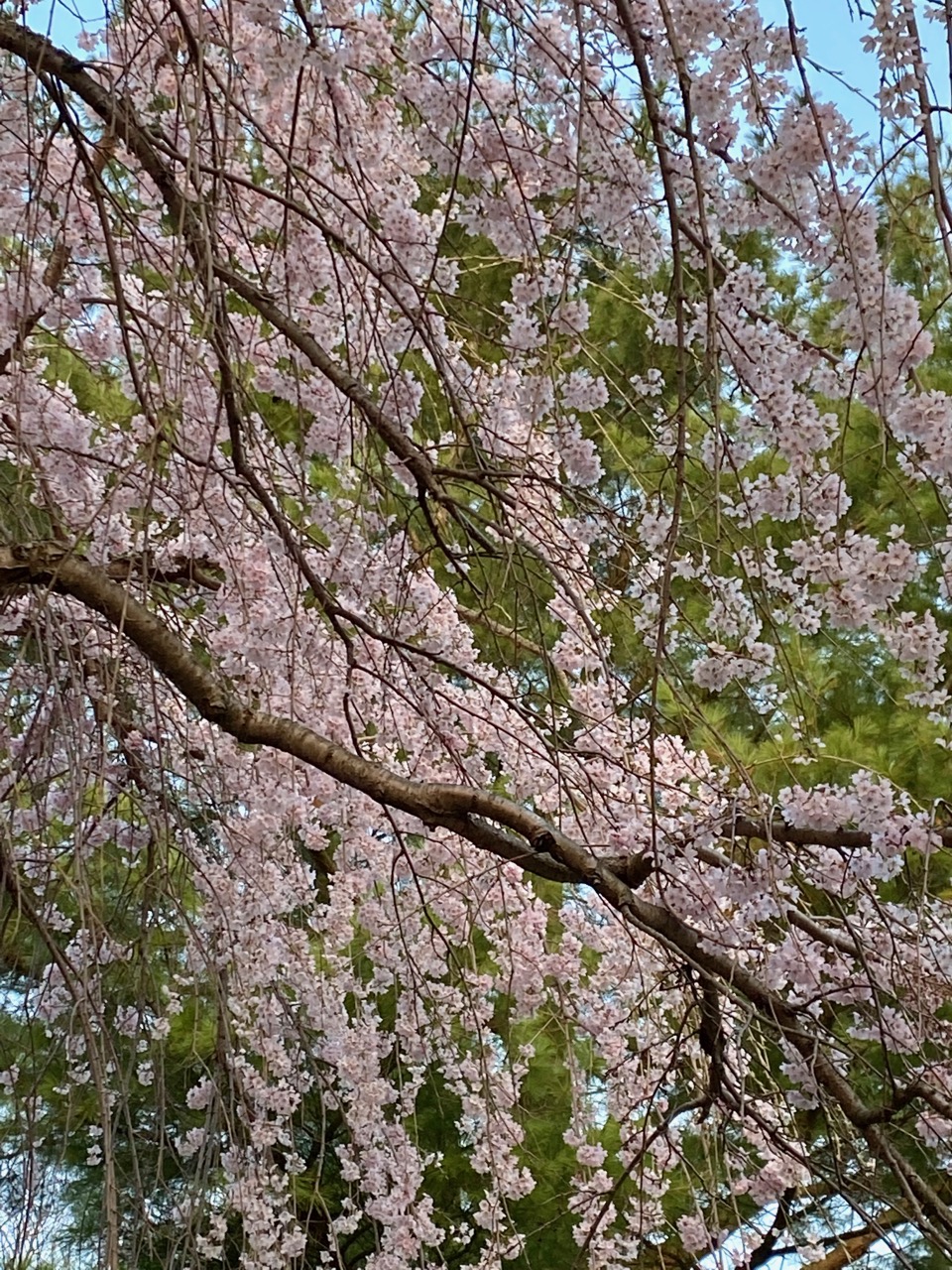 weeping cherry