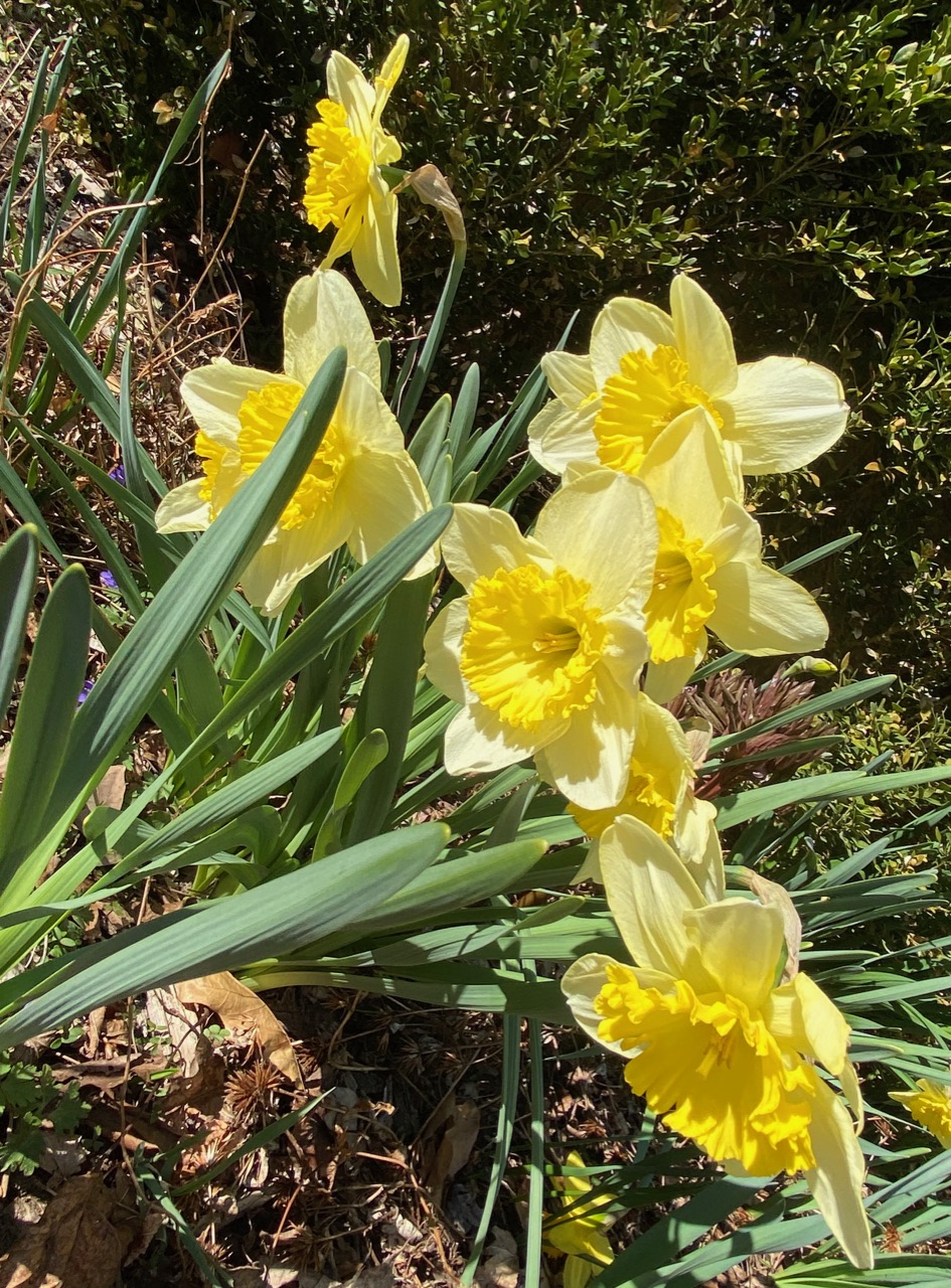 daffs