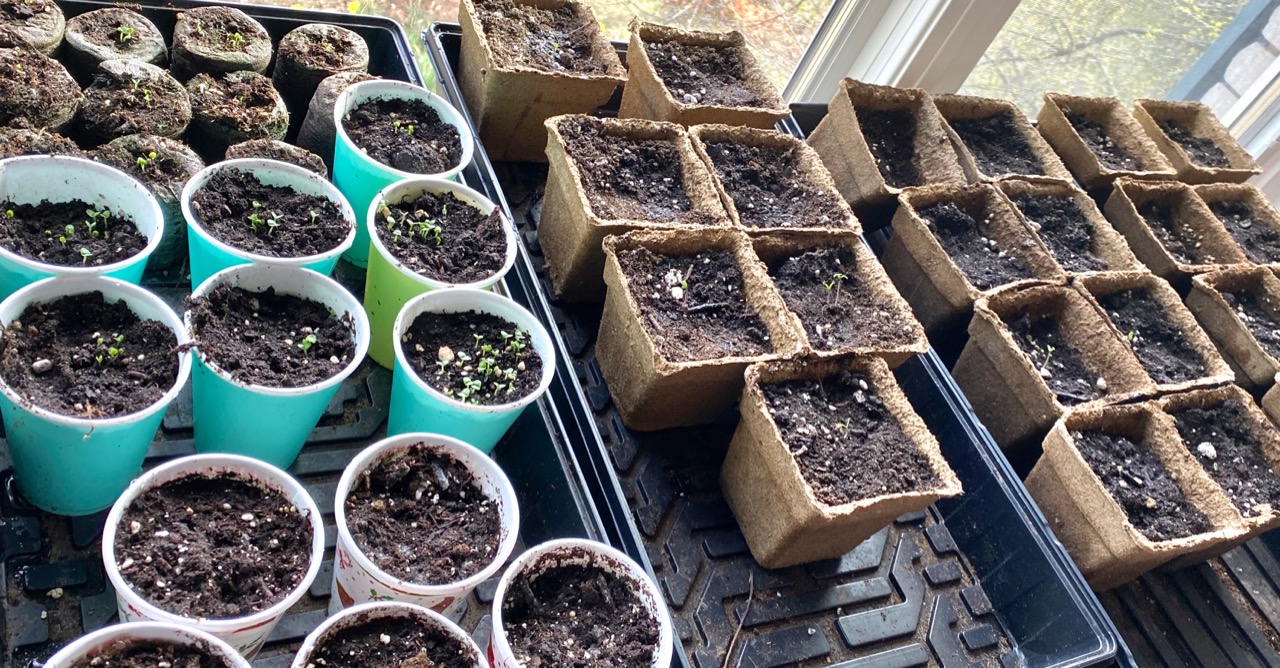 seedstarts