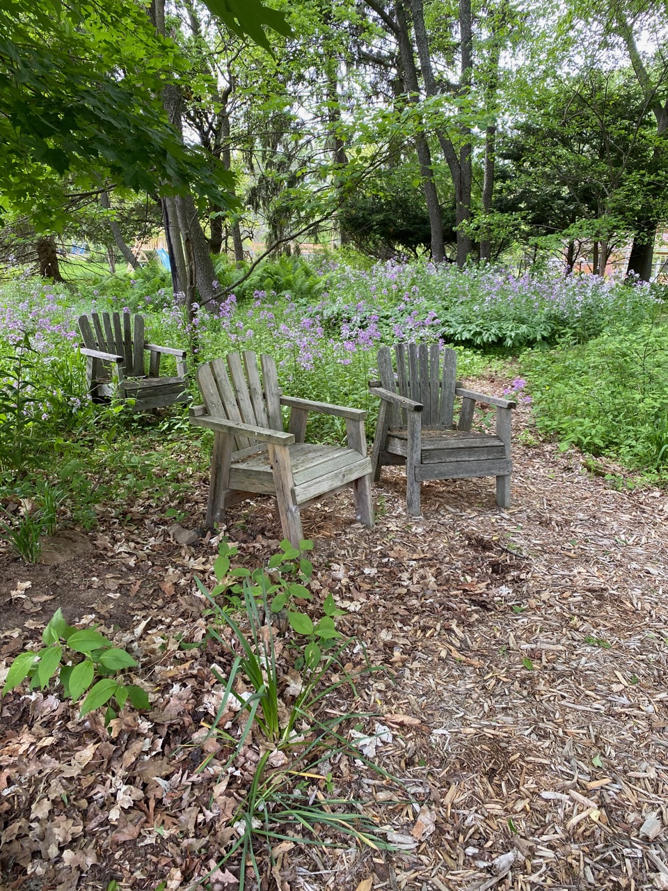 chairs in the woods