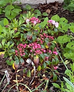 mountain laurel 1