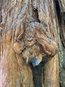 tree face 3