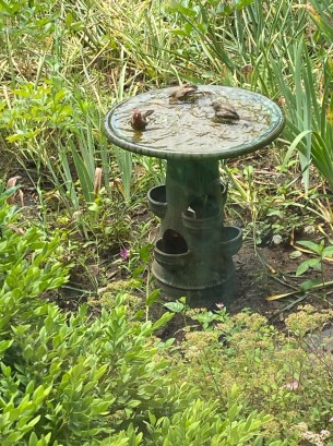birdbath