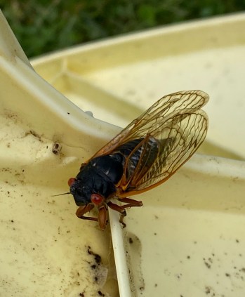 cicada