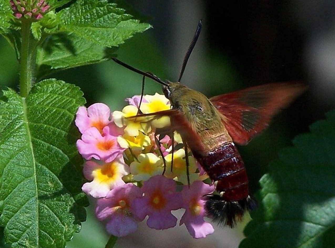 Mohinder Insect Not a Hummingbird – Robin Richstone