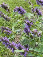 blog agastache