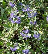 caryopteris