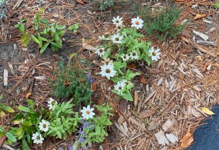 b front zinnias – Version 2