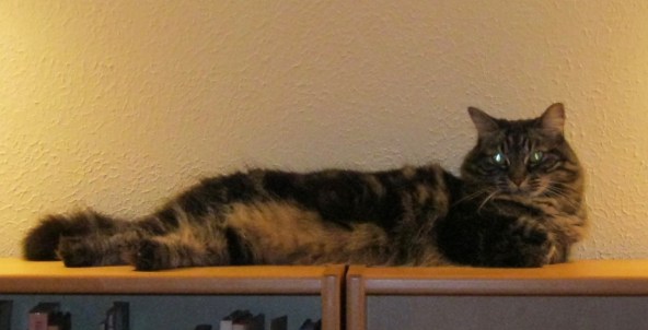 b tiger burning bright