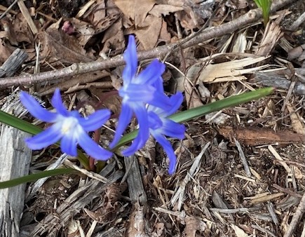 b chionodoxa