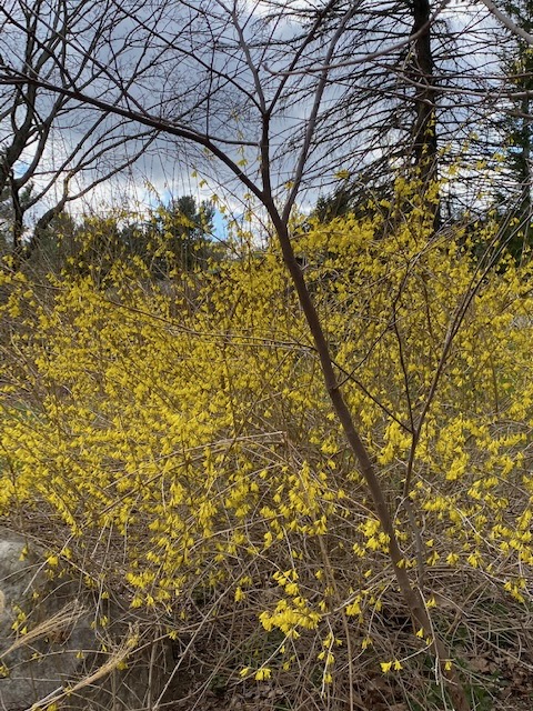 b forsythia and dark sky