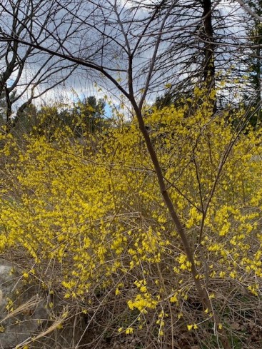 b forsythia and dark sky