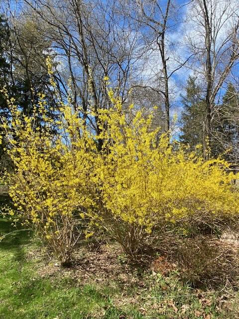 forsythia