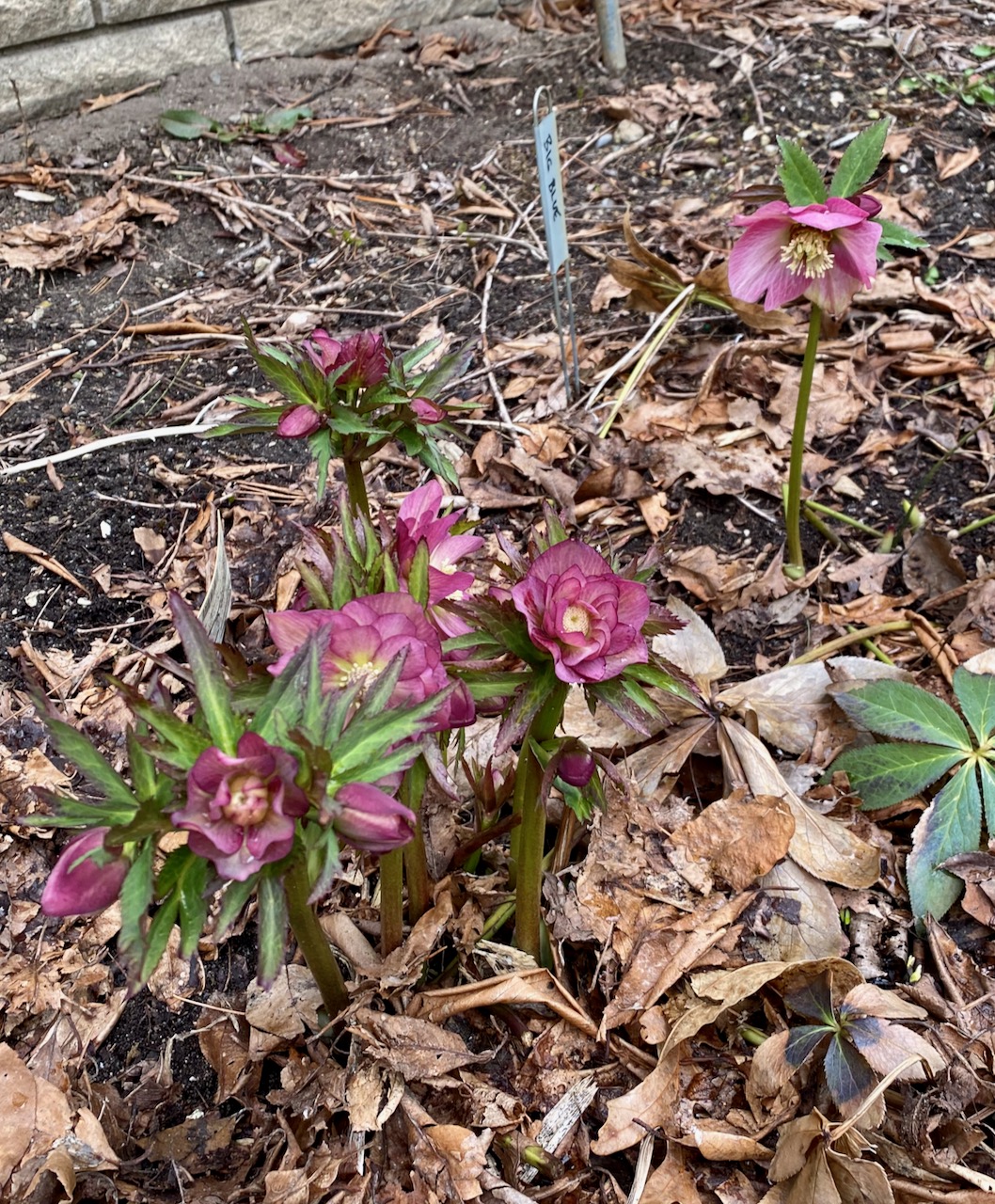 b later hellebores
