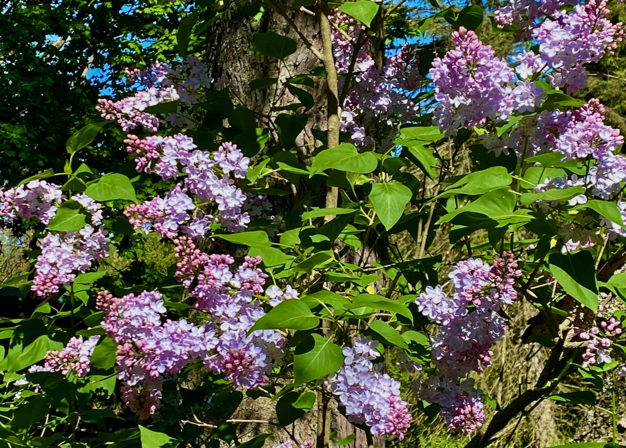 b lilacs