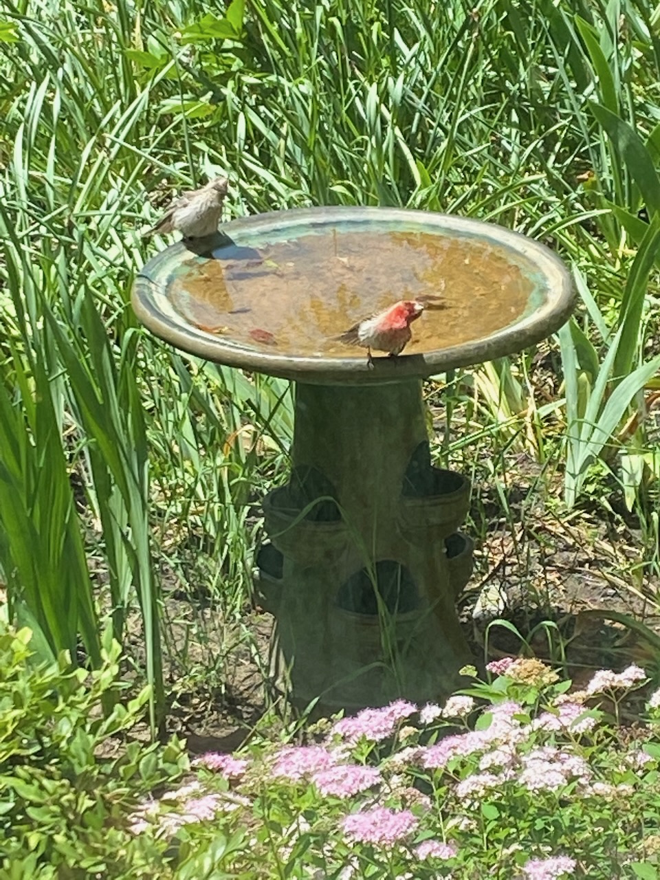 b birdbath