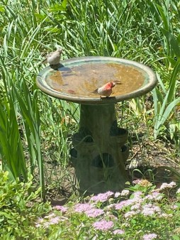 b birdbath
