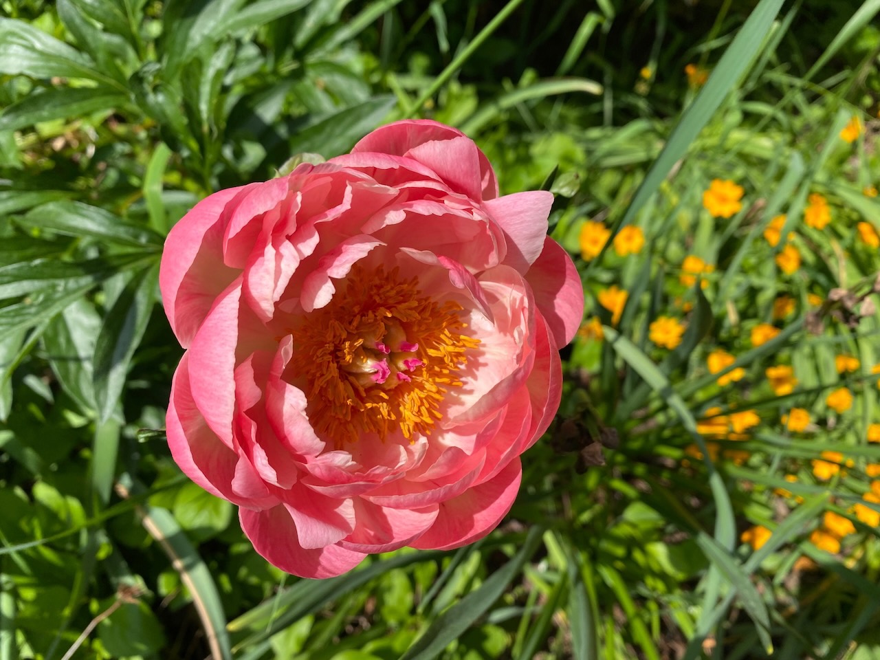 b pink peony