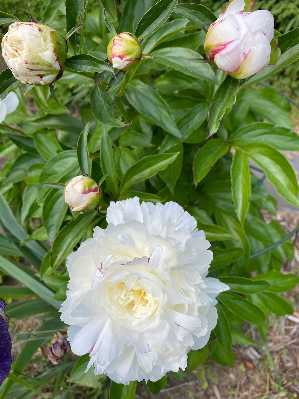 b white peony