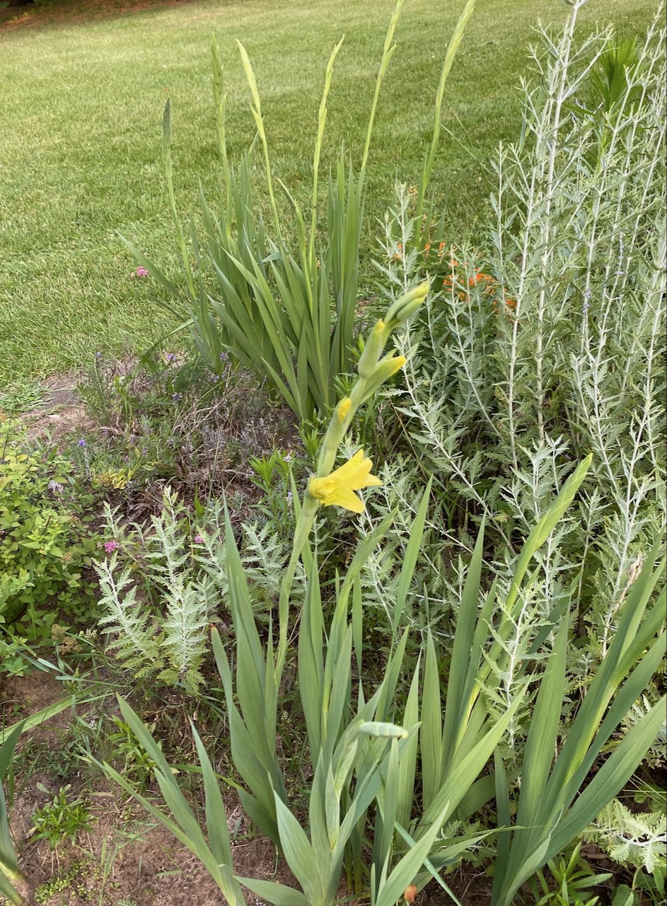 b gladiol and r sage