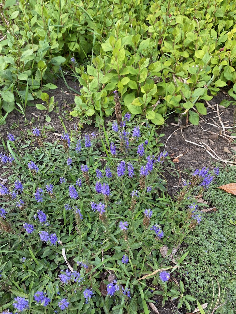b veronica and ceratostigma