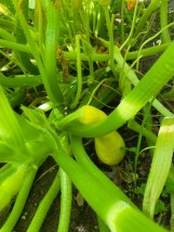 b yellow squash