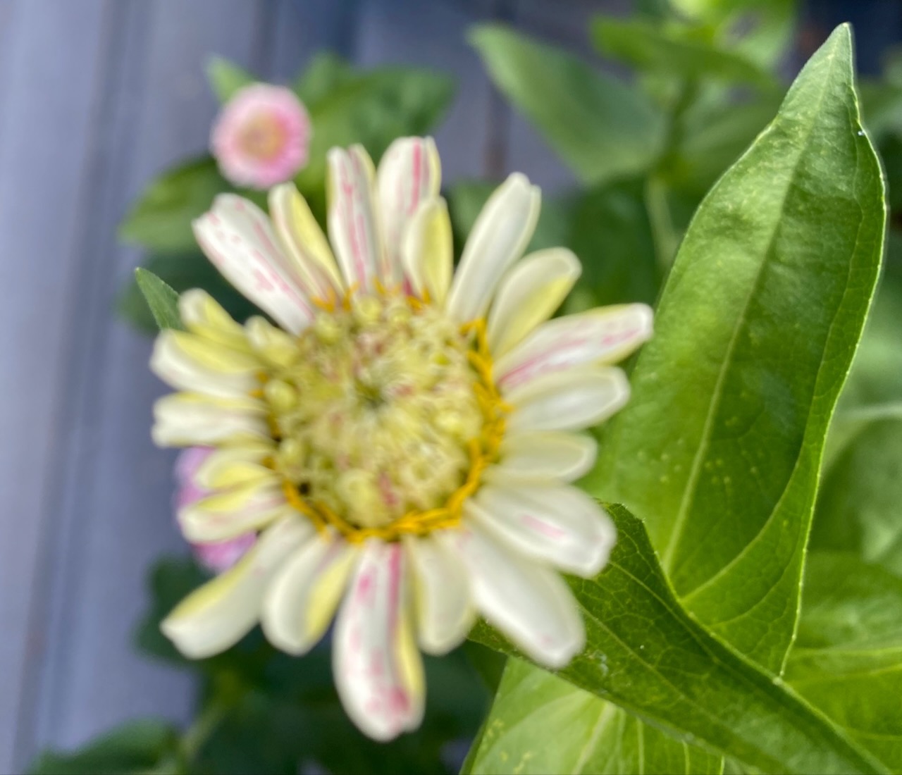 b zinnia pale stripes