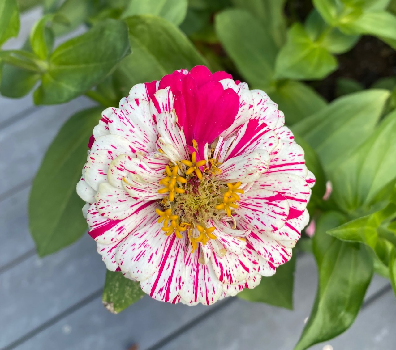 b zinnia stripe blob